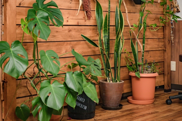 複数の観葉植物