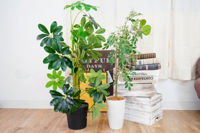 2つの観葉植物