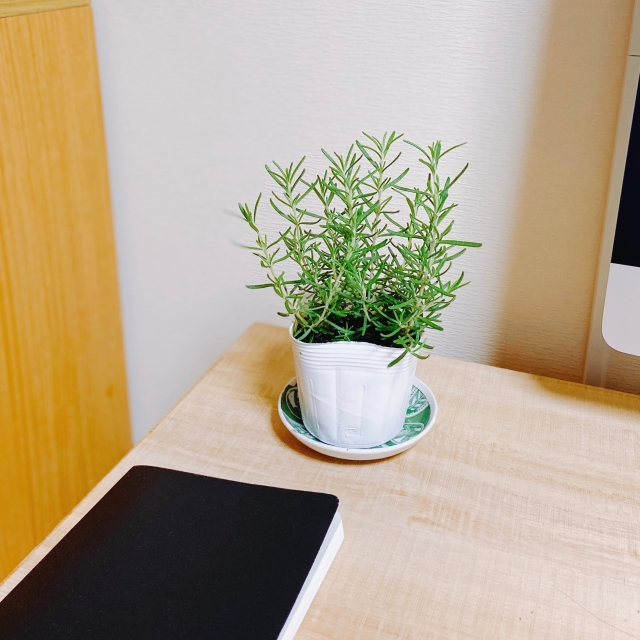 観葉植物が配置されているデスク