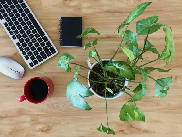 観葉植物が配置されているテーブル